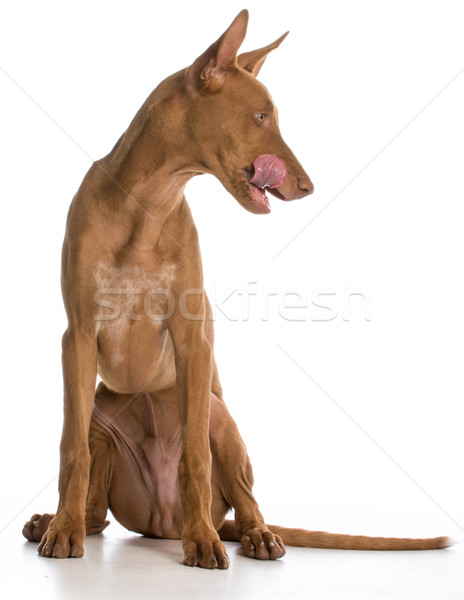 Kutya ajkak néz oldal fehér fáraó Stock fotó © willeecole