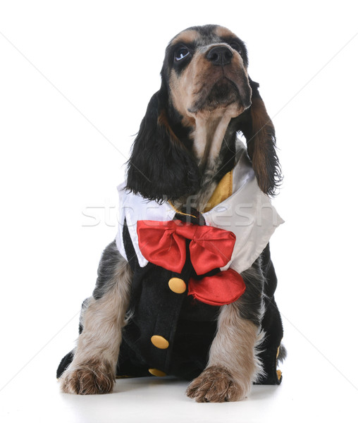 Cute chiot anglais blanche [[stock_photo]] © willeecole