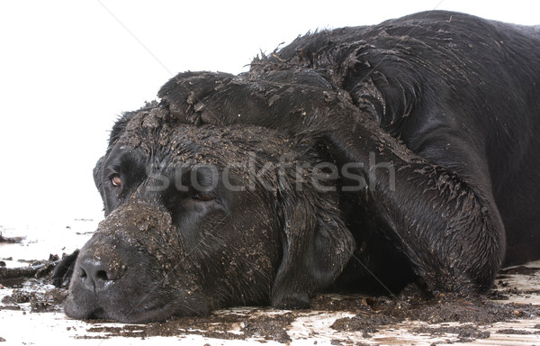 Vuile modderig hond witte oefening dier Stockfoto © willeecole