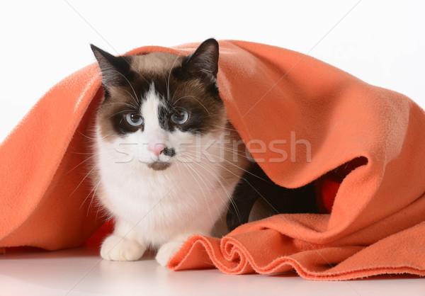 cat hiding under blanket Stock photo © willeecole