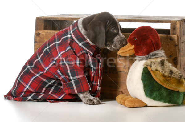 Blanco funny solo mascota caza Foto stock © willeecole