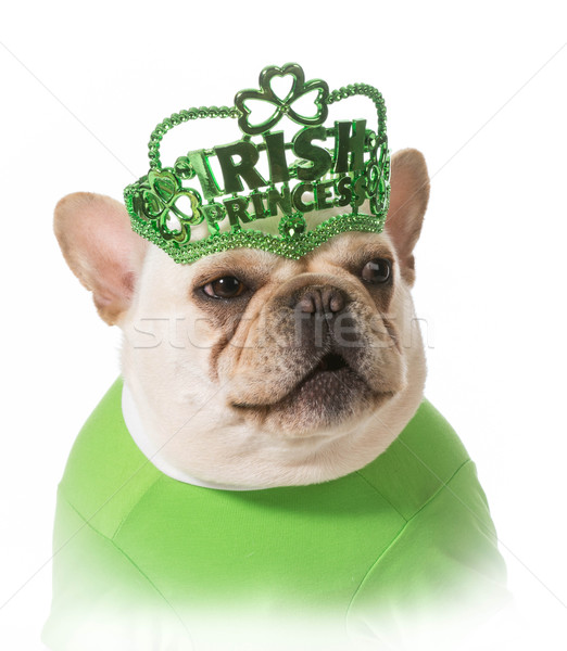 商業照片: 聖帕特里克節 · 狗 · 法國人 · 牛頭犬 · 時尚 · 背景