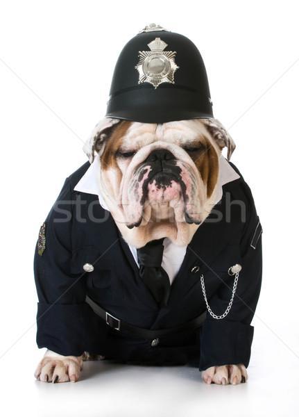 Foto d'archivio: Cane · polizia · english · bulldog · up · come