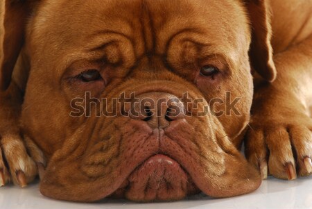 dogue de bordeaux Stock photo © willeecole
