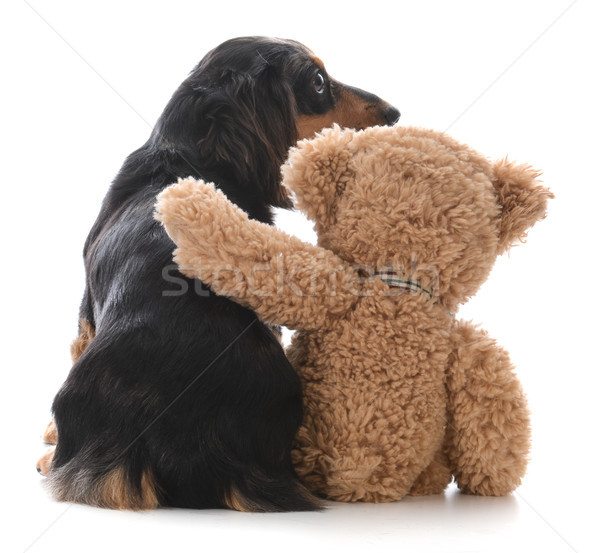 Cel mai bun prieten câine şedinţei ursuleţ braţ in jurul Imagine de stoc © willeecole
