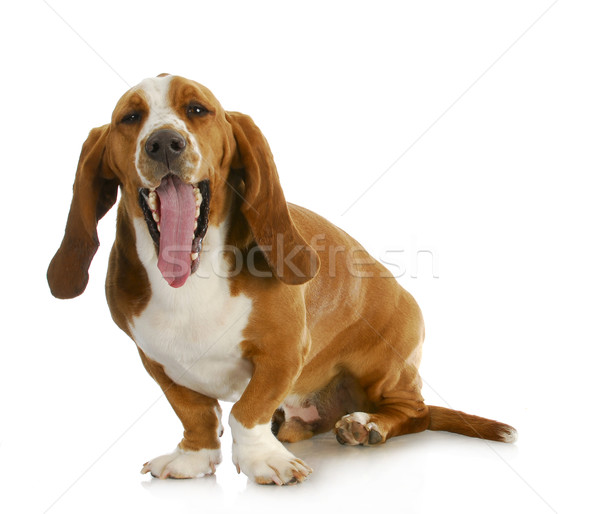 basset hound Stock photo © willeecole