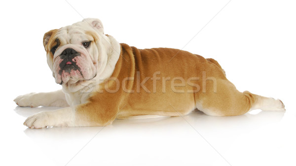 dog stretched out Stock photo © willeecole