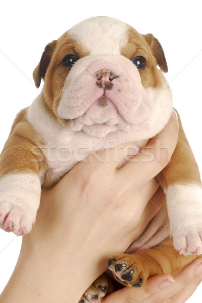 young puppy Stock photo © willeecole