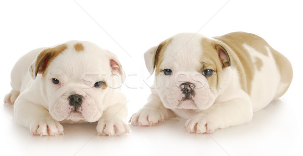 два английский бульдог щенки отражение Сток-фото © willeecole