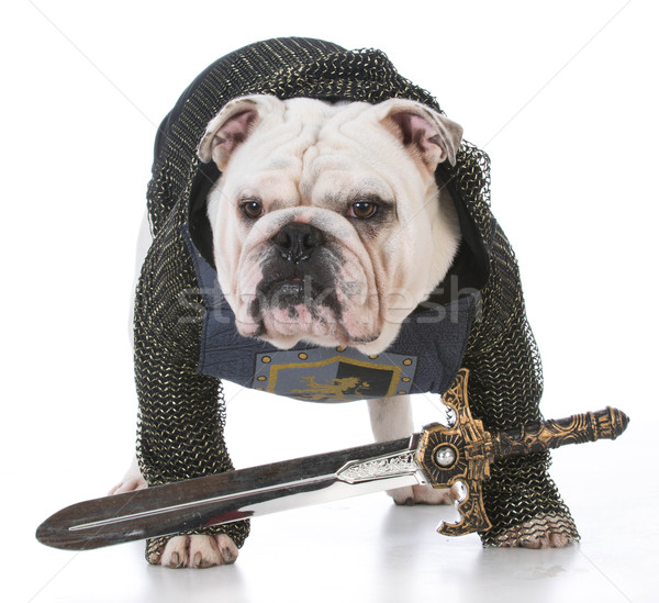 Chevalier bulldog up comme blanche seuls [[stock_photo]] © willeecole