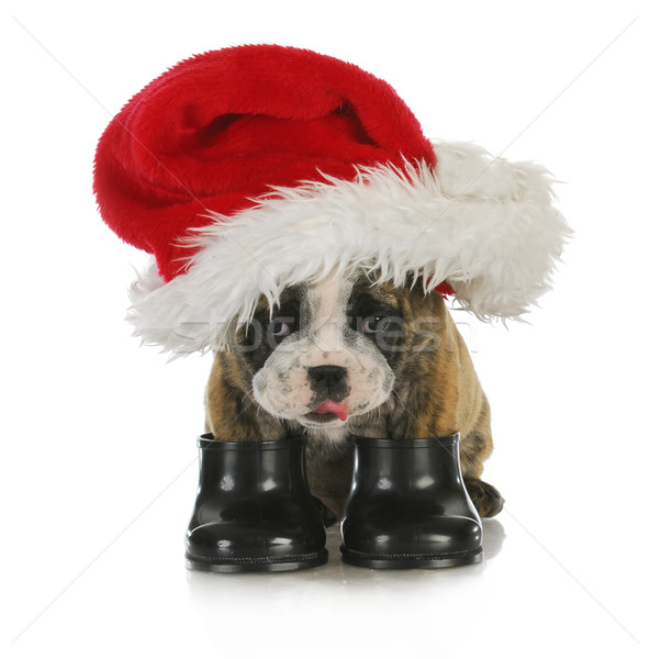 puppy santa Stock photo © willeecole