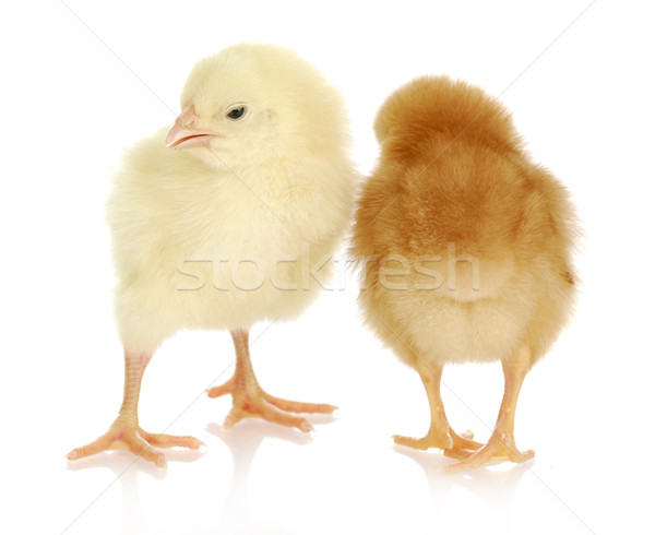 newborn chicks Stock photo © willeecole