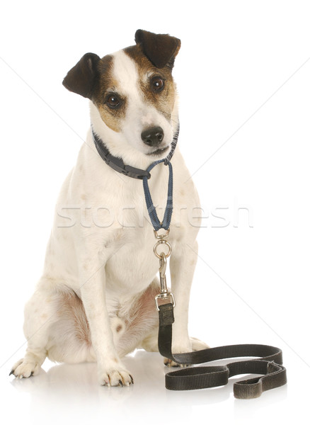 dog on a leash Stock photo © willeecole
