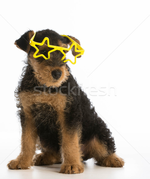 cute puppy Stock photo © willeecole