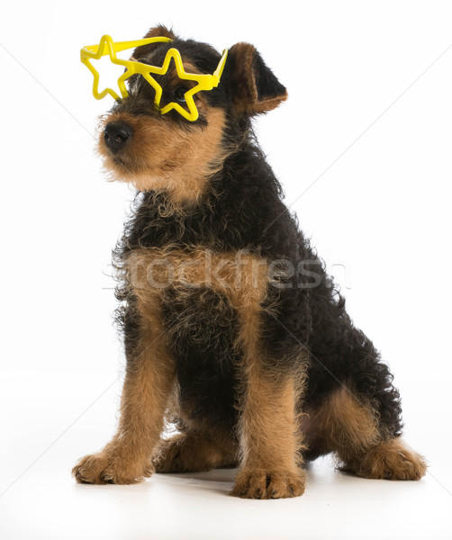 かわいい 子犬 テリア 着用 星 ストックフォト © willeecole