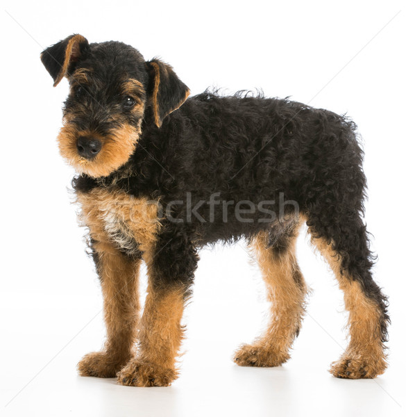 airedale terrier Stock photo © willeecole