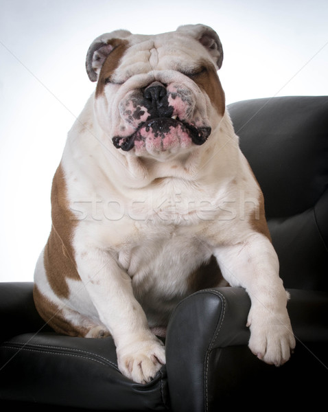 Stockfoto: Cute · hond · Engels · bulldog · vergadering · arm