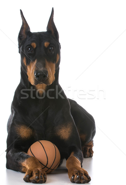 doberman pinscher Stock photo © willeecole