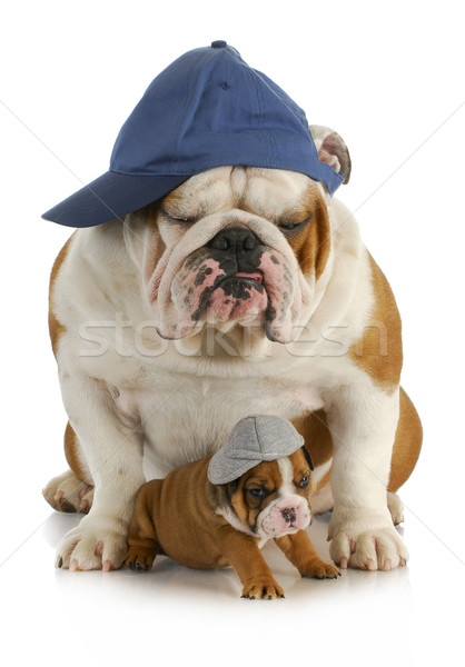Imagine de stoc: Câine · tata · fiu · engleză · buldog · tată · patru