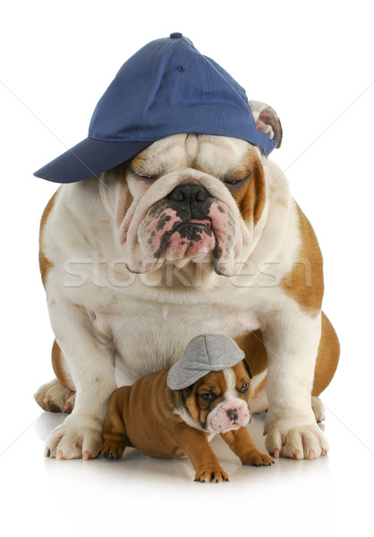 Foto stock: Cão · filho · pai · inglês · buldogue · pai · quatro