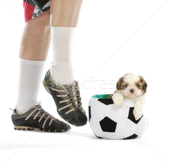 スポーツ ハウンド かわいい 子犬 座って サッカーボール ストックフォト © willeecole