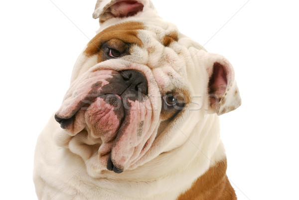 bulldog portrait Stock photo © willeecole