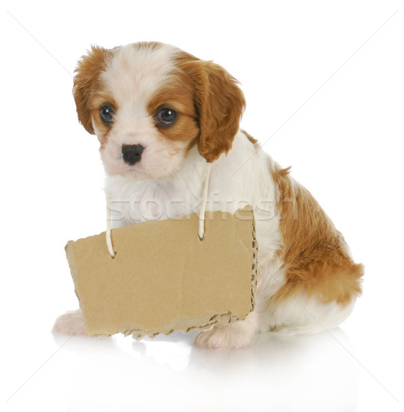 puppy with a message Stock photo © willeecole
