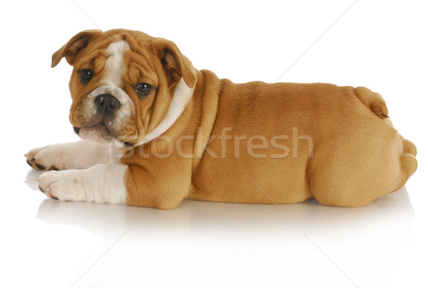 cute puppy Stock photo © willeecole