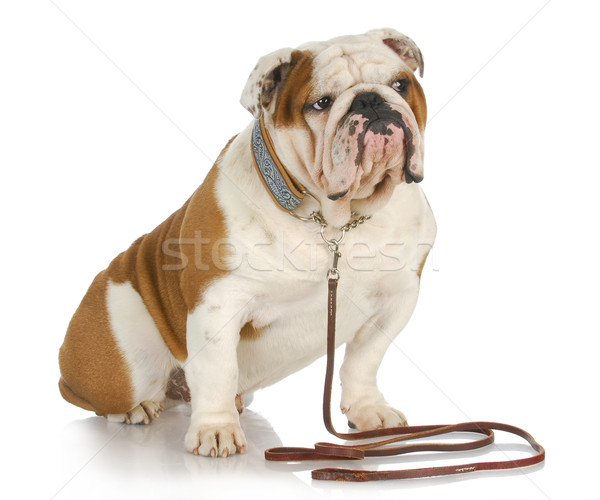 Chien laisse anglais bulldog séance [[stock_photo]] © willeecole