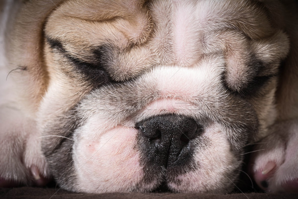 bulldog puppy Stock photo © willeecole