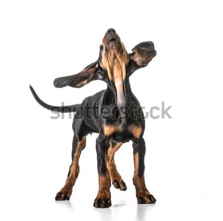 男性 犬 黒 着用 シャツ ストックフォト © willeecole