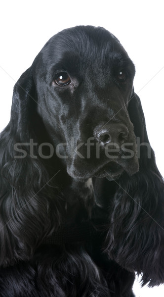 english cocker spaniel portrait Stock photo © willeecole