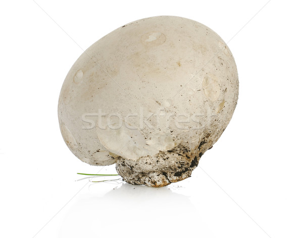 Groot champignon geïsoleerd witte natuur kok Stockfoto © willeecole