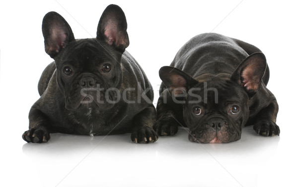 french bulldogs Stock photo © willeecole