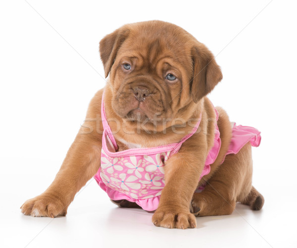 Stock photo: dog in bikini