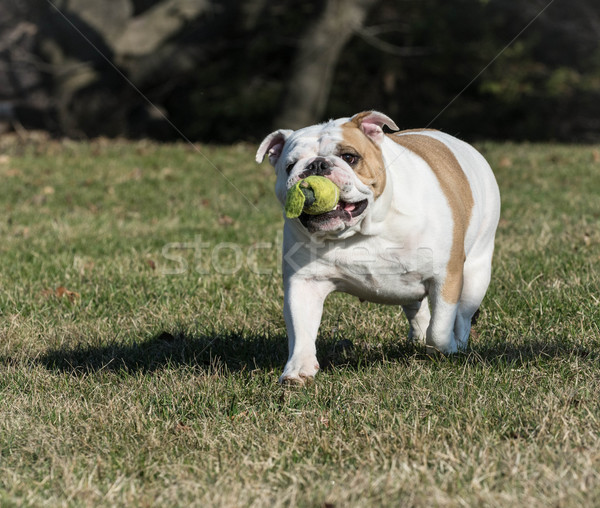 Kutya játszik zsákmány angol bulldog teniszlabda Stock fotó © willeecole