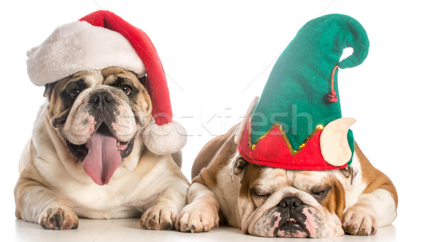 Stock photo: christmas dogs