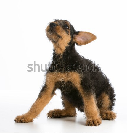 airedale terrier puppy Stock photo © willeecole