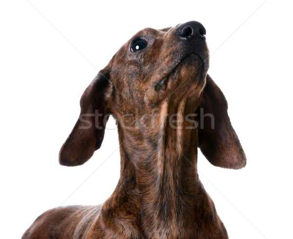 miniature smooth dachshund portrait Stock photo © willeecole