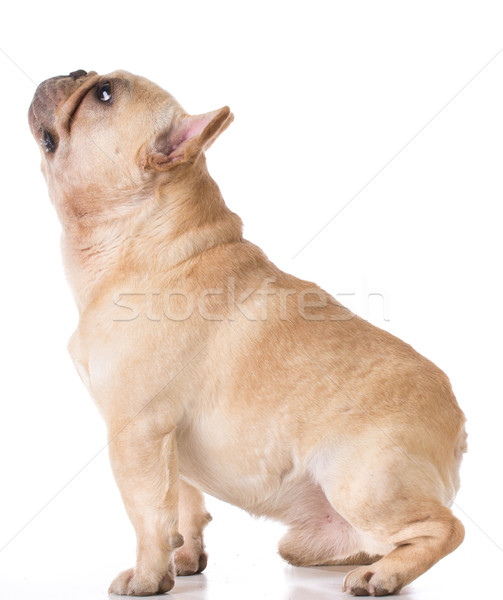 Französisch Bulldogge Sitzung nachschlagen weiß Haustier Stock foto © willeecole