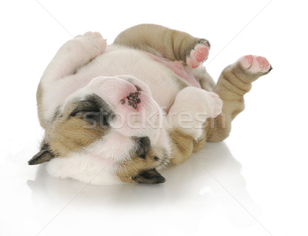 newborn puppy Stock photo © willeecole