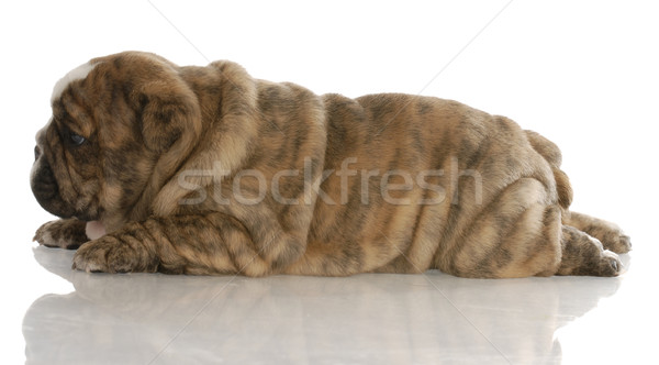 red brindle english bulldog puppy laying down from the side - 4 weeks old Stock photo © willeecole