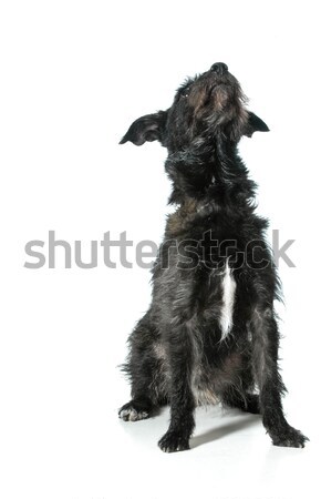 mixed breed dog Stock photo © willeecole