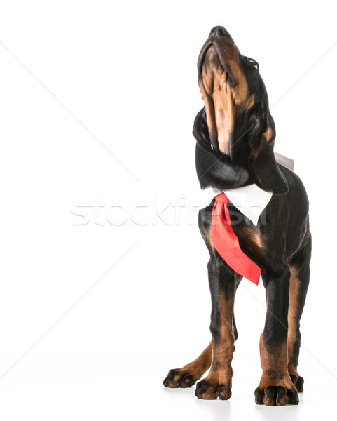 male dog Stock photo © willeecole