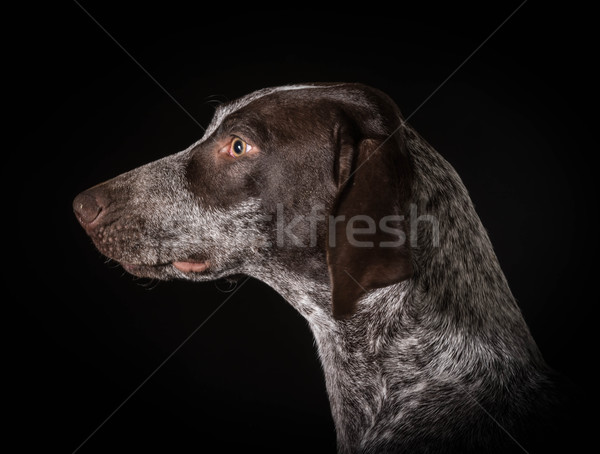 german shorthaired pointer Stock photo © willeecole