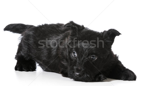 Scottish Terrier puppy Stock photo © willeecole