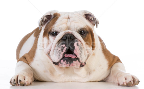 Angol bulldog fekszik fehér férfi 5 éves Stock fotó © willeecole