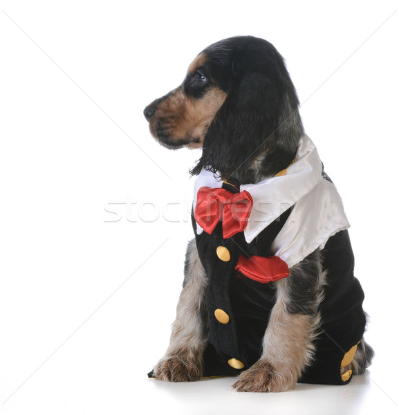 かわいい 子犬 英語 着用 タキシード 白 ストックフォト © willeecole
