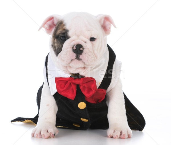 male puppy Stock photo © willeecole