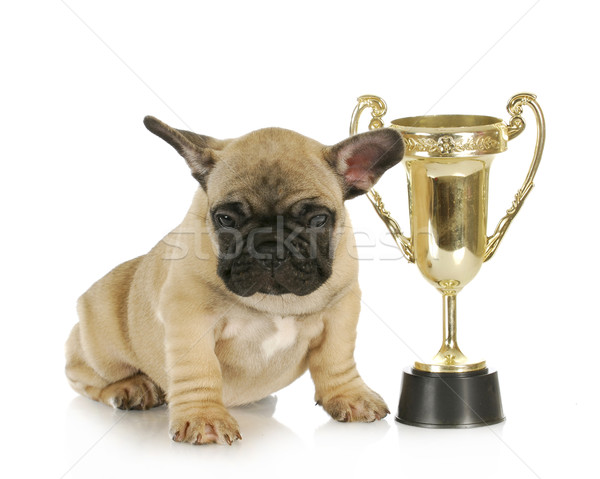 dog winning Stock photo © willeecole